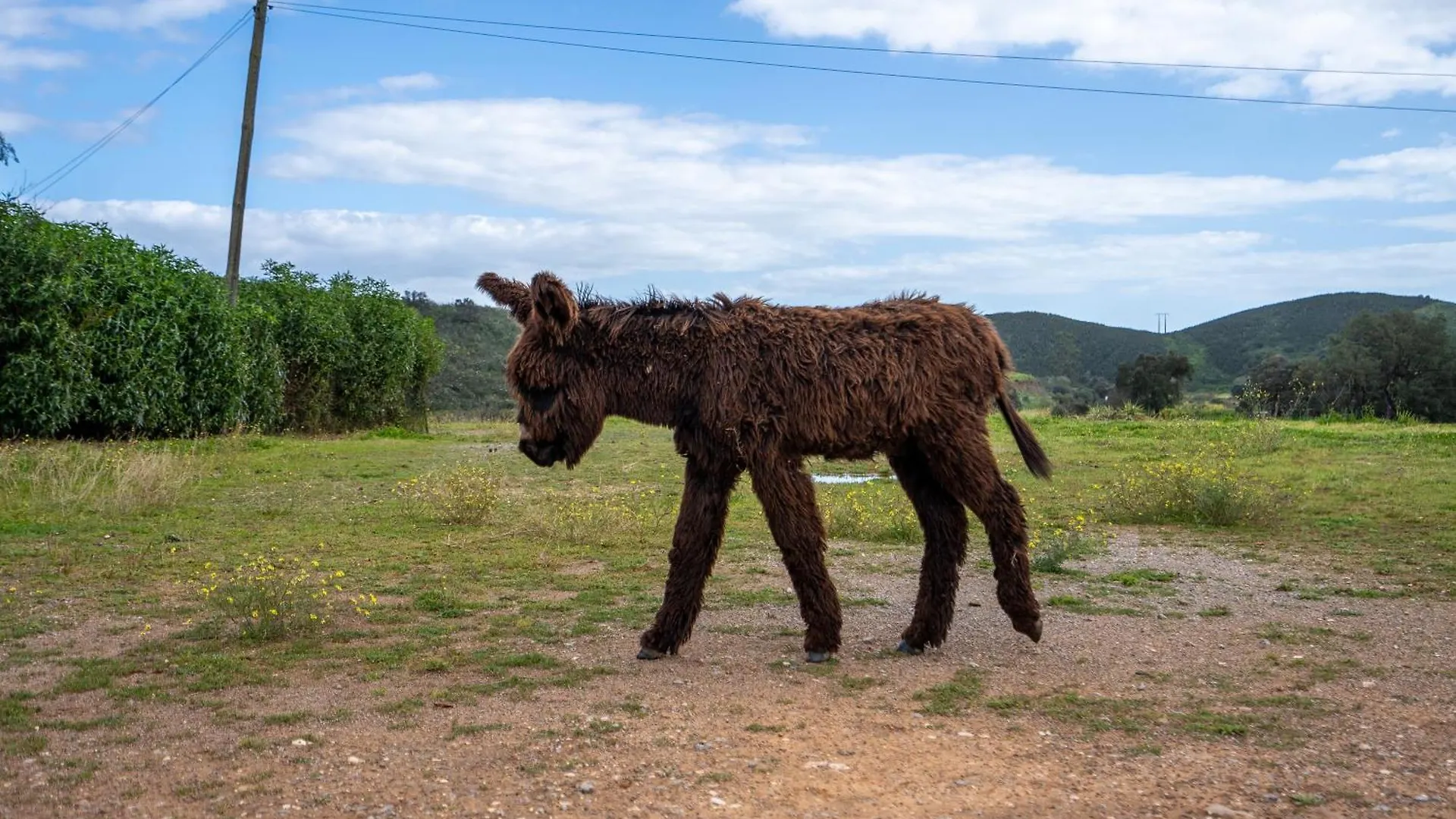 Farm stay Burro Ville Villa Figueira