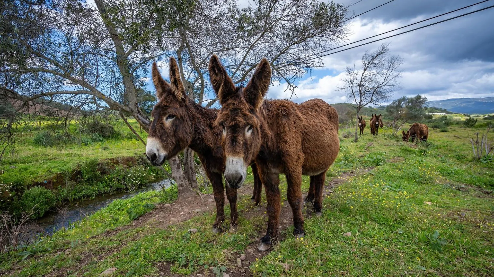 Burro Ville Villa Figueira 0*, Portimao
