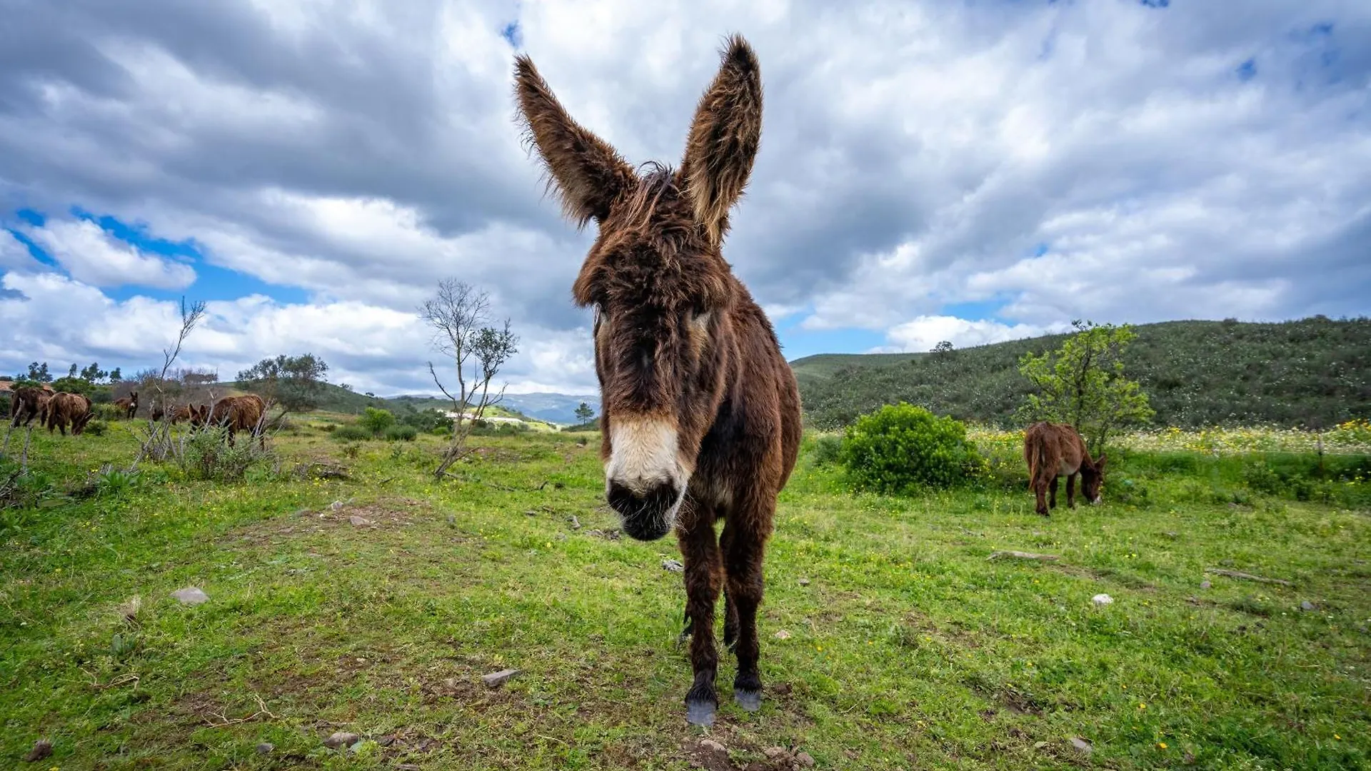 Burro Ville Villa Figueira Farm stay