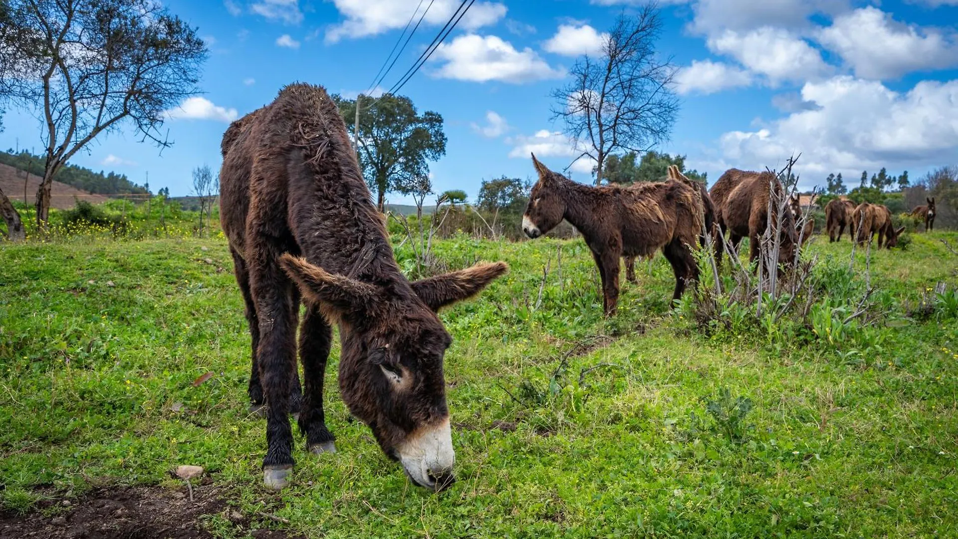 Farm stay Burro Ville Villa Figueira Portugal