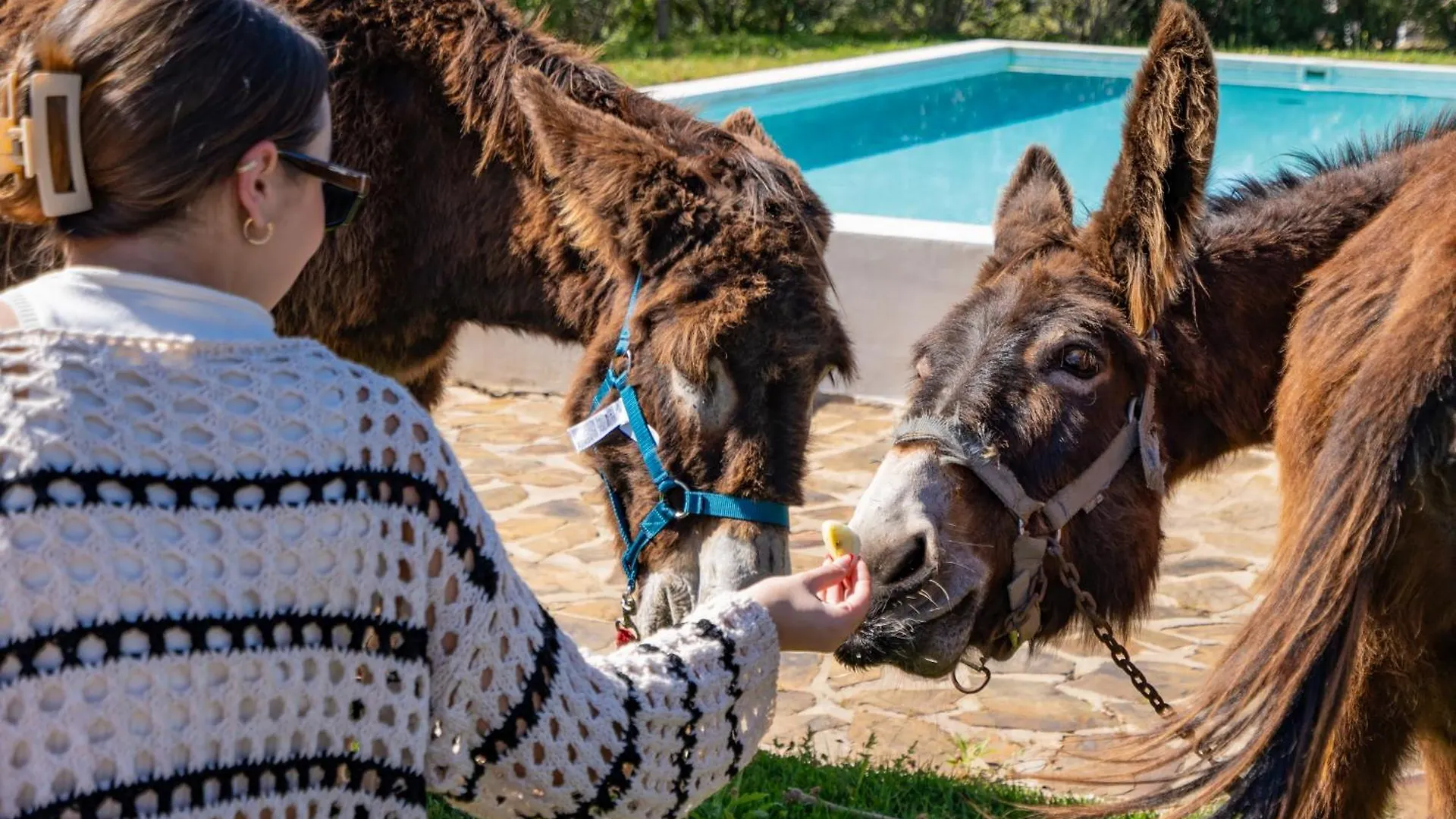 Farm stay Burro Ville Villa Figueira