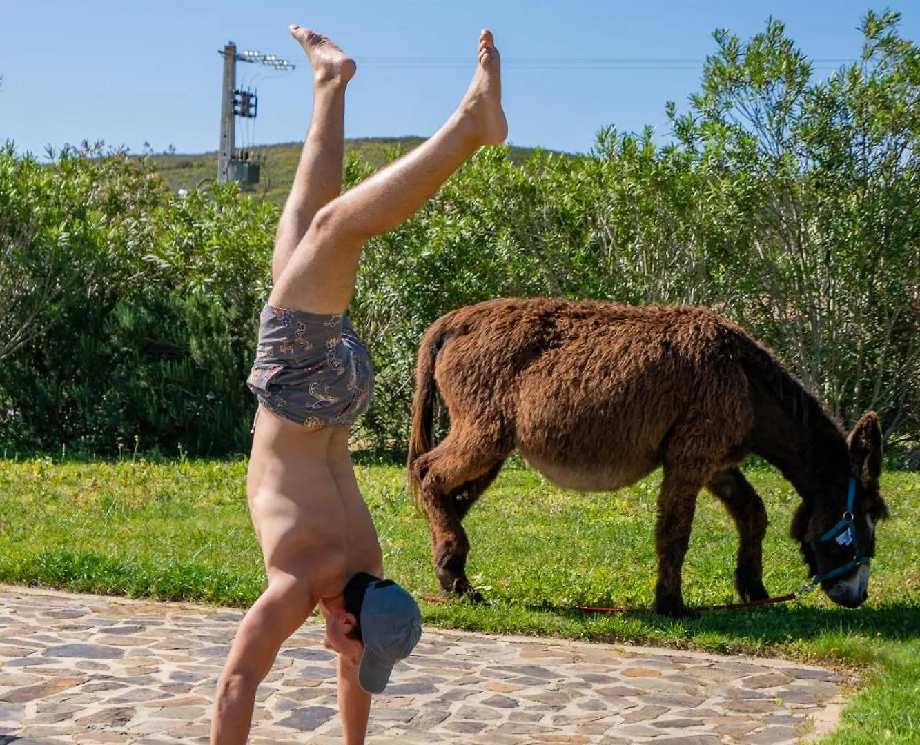 Burro Ville Villa Figueira Farm stay Portimao